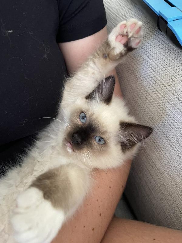 Stupendi gattini Ragdoll